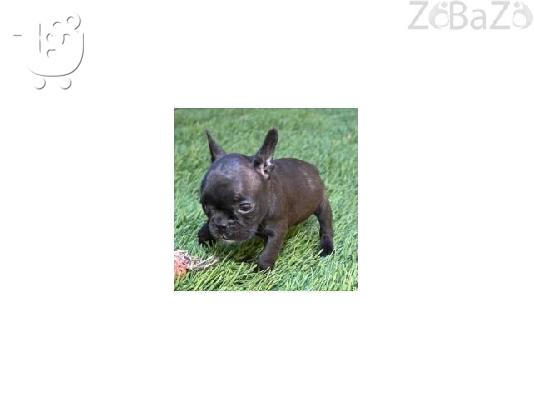 French Bulldog Puppies AVAILABLE NOW!!!